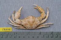 藏品(圓形鱗斑蟹)的圖片